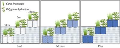 Testing the Growth Rate Hypothesis in Two Wetland Macrophytes Under Different Water Level and Sediment Type Conditions